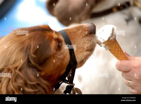 perro lamiendo coños|Su perrito le lame el coño para hacerla gozar .